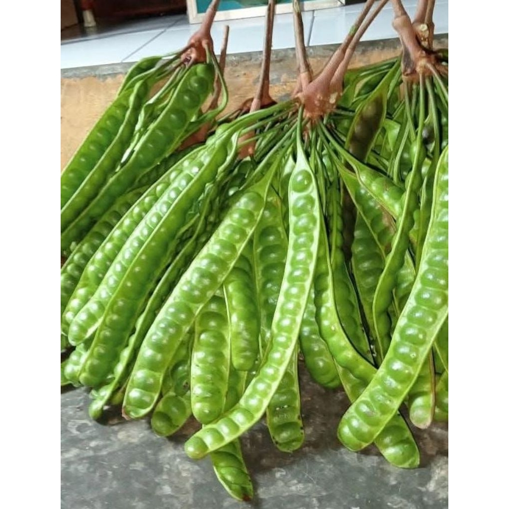 

pete padi feres baru petik per 5 papan