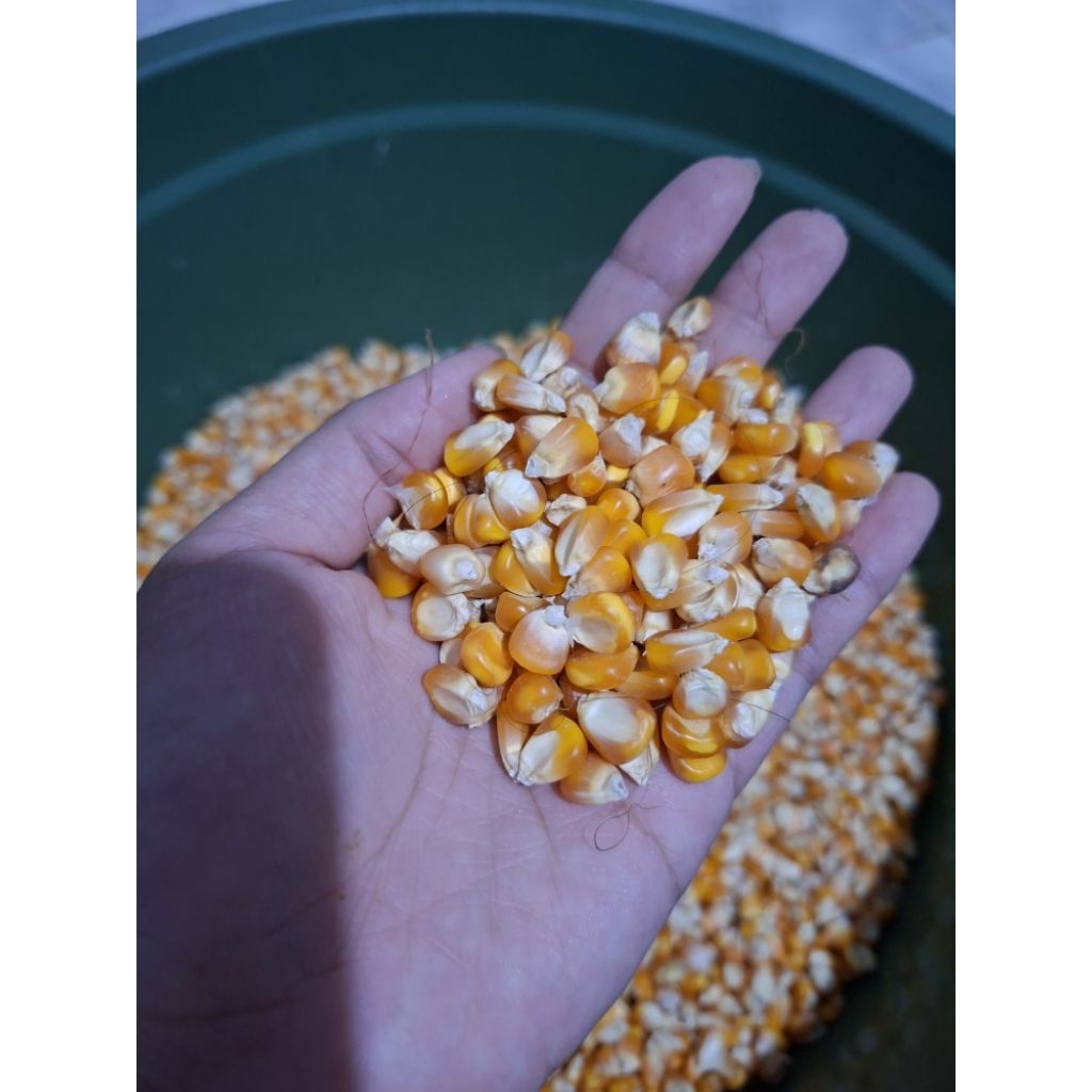 

Jagungkeringkupasbersih