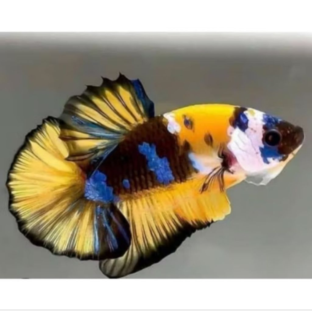 Cupang Yellow koi galaxy, bahan bagus mutasi