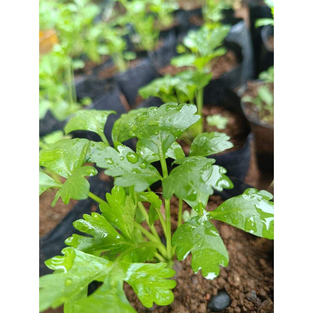 bibit seledri siap tanam/bibit seledri sayur