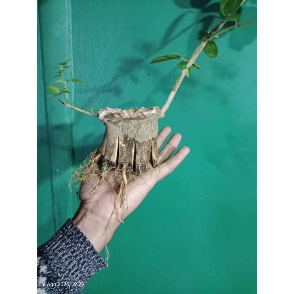 sancang pecah batang bahan bonsai bonggol besar prospek