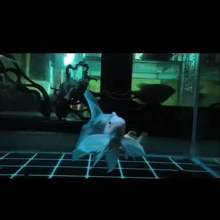 Koi Hudielong Platinum Butterfly AAA/Import