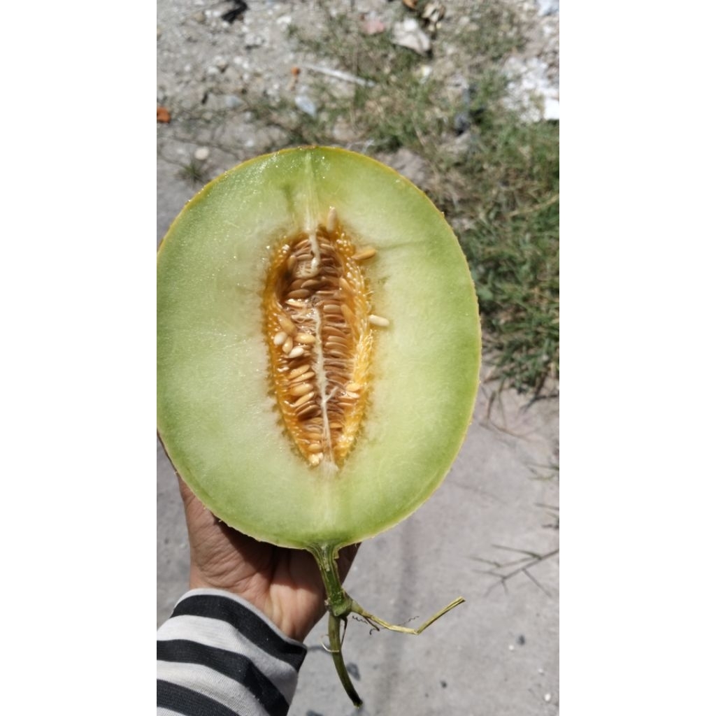 

Melon Inthanon Manis | 1 buah