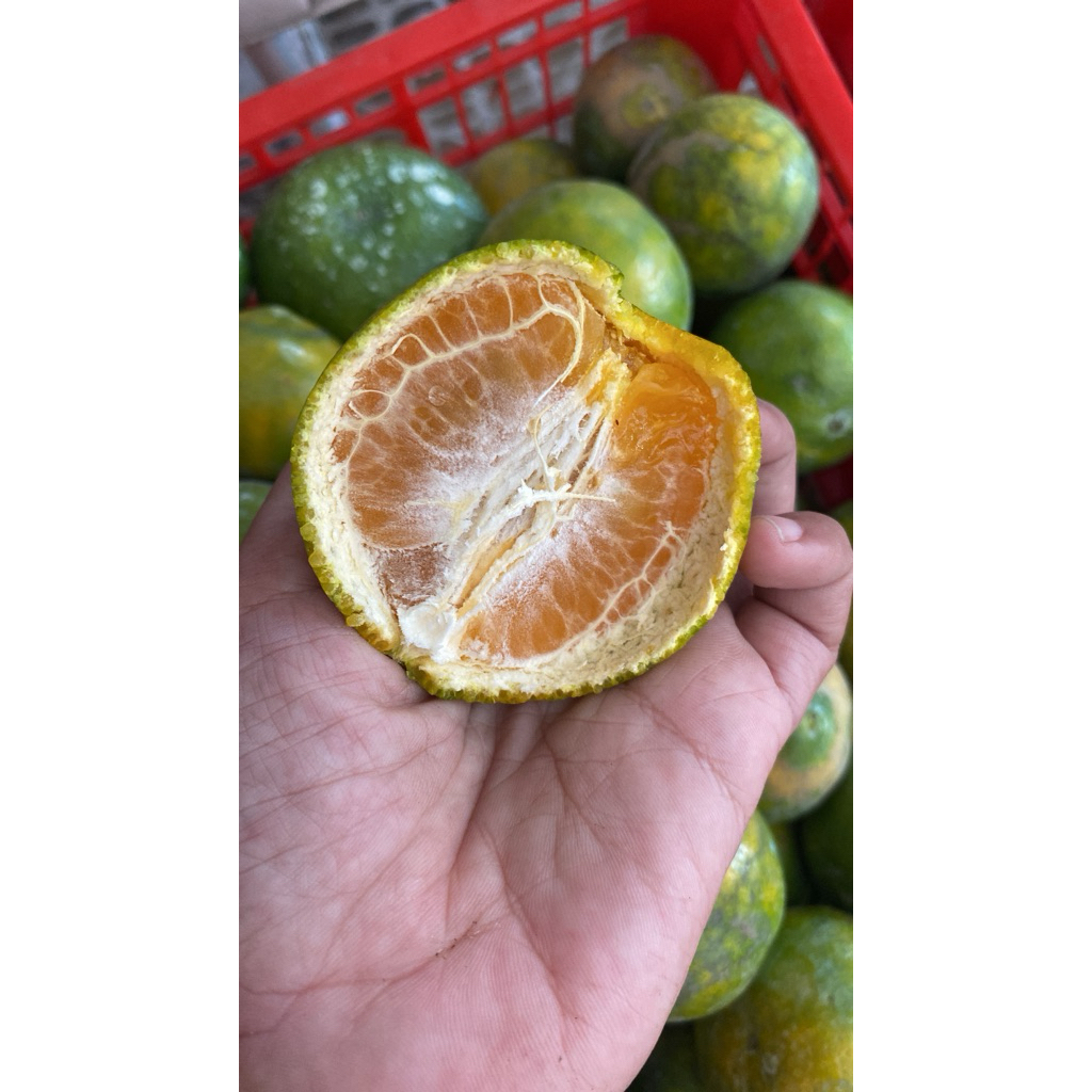 

Jeruk siem madu 1 kg