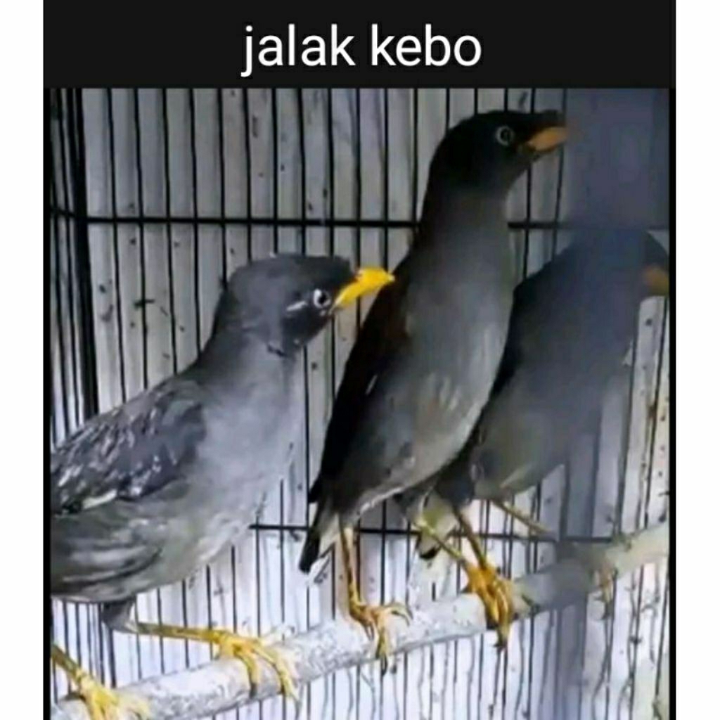 jalak kebo mata putih, jalak kebo mata kuning, rawatan sudah vor