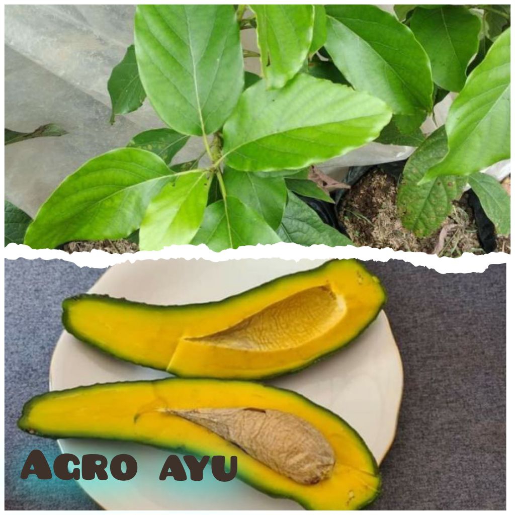 ALPUKAT SAB034, Bibit alpukat impor