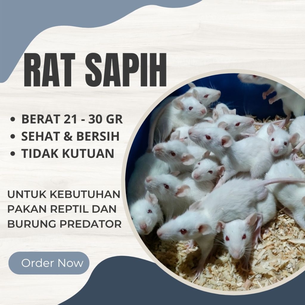 Tikus putih rat sapih