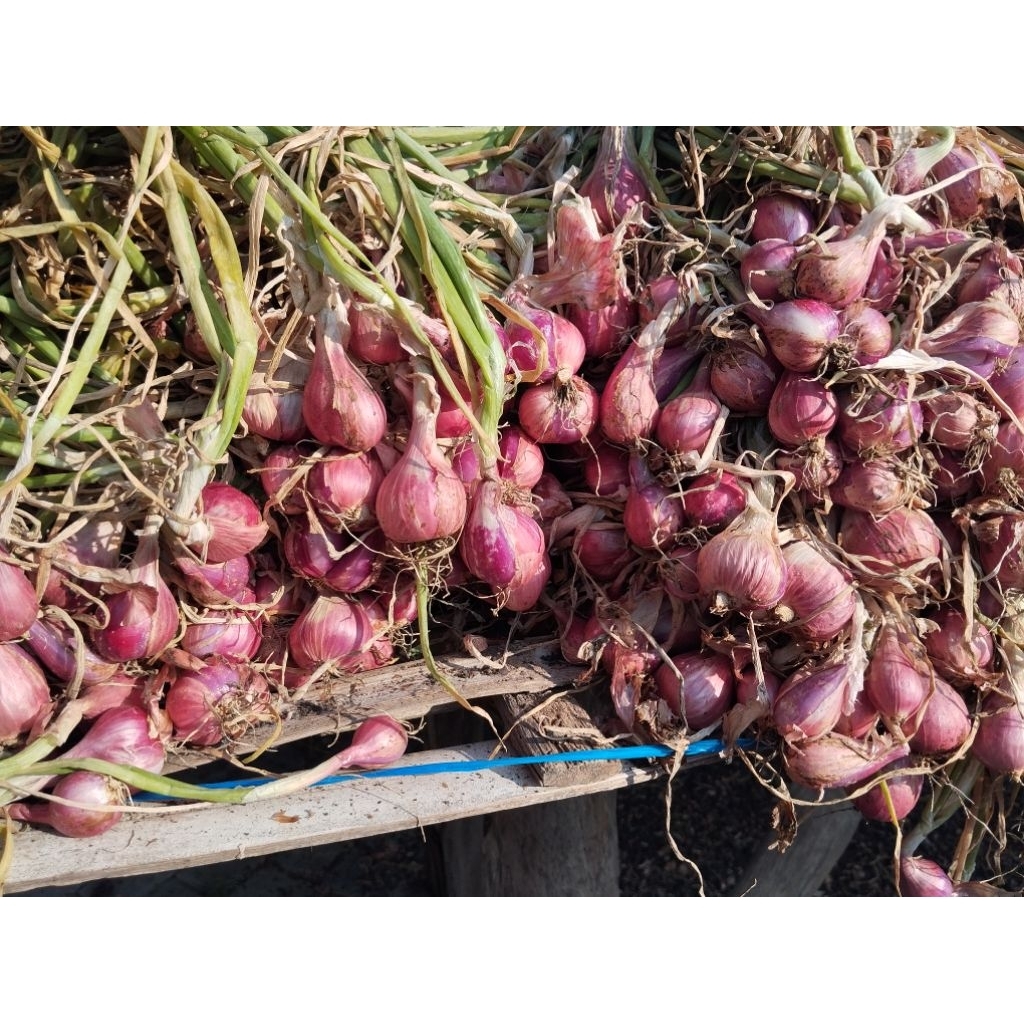 

Bawang Merah Nganjuk(1kg) Ukuran Super