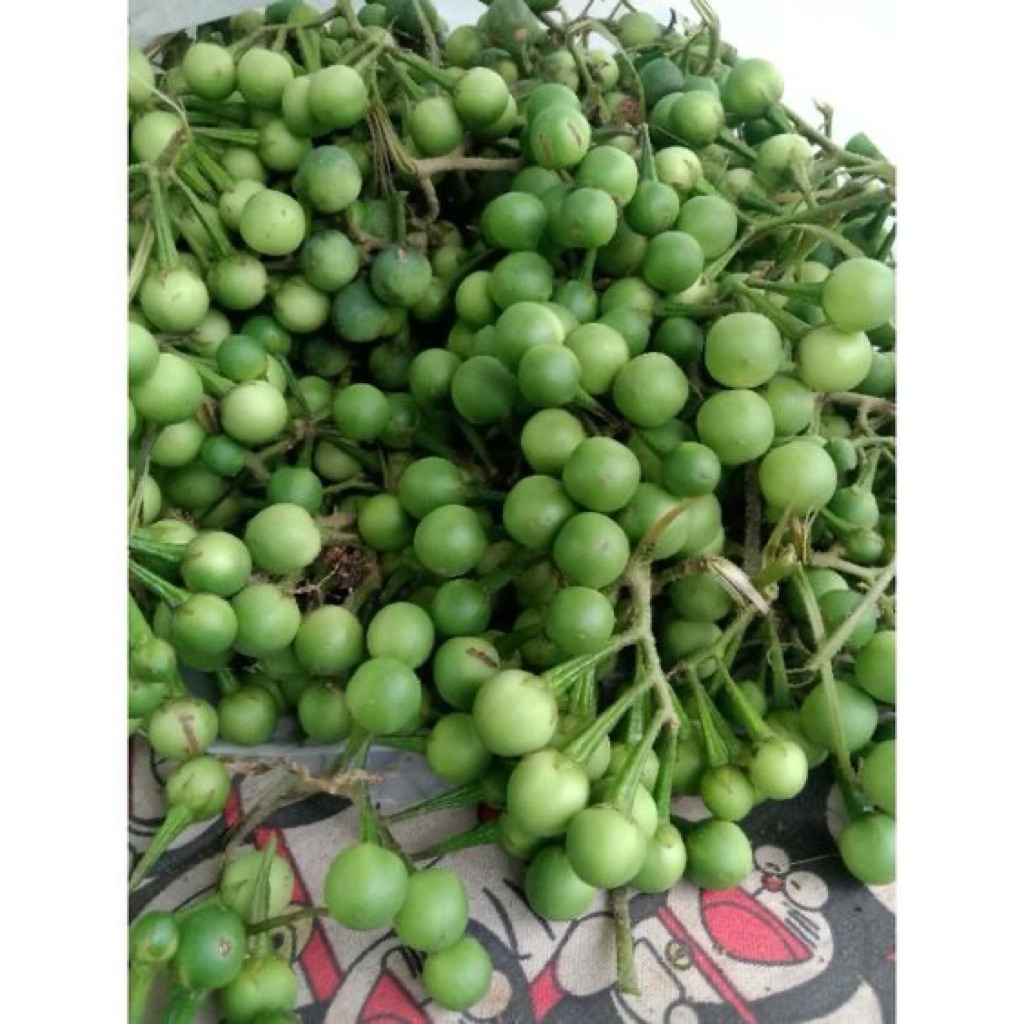 

pokak / cempokak segar (preorder)