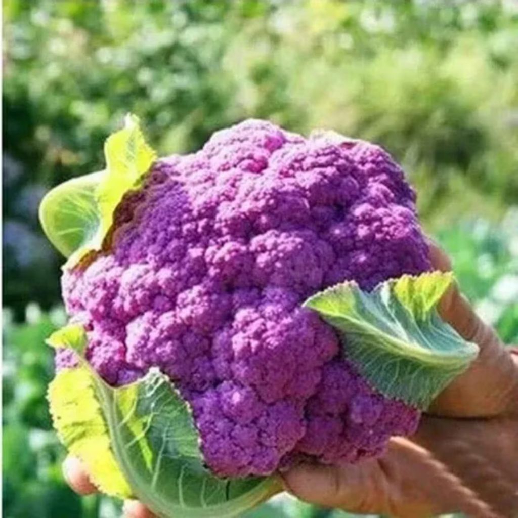 Bini benih brokoli ungu