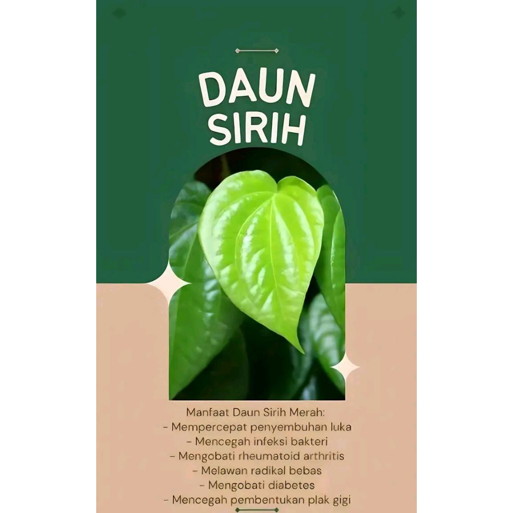 

Daun sirih wangi (100 gram) fresh di petik dadakan
