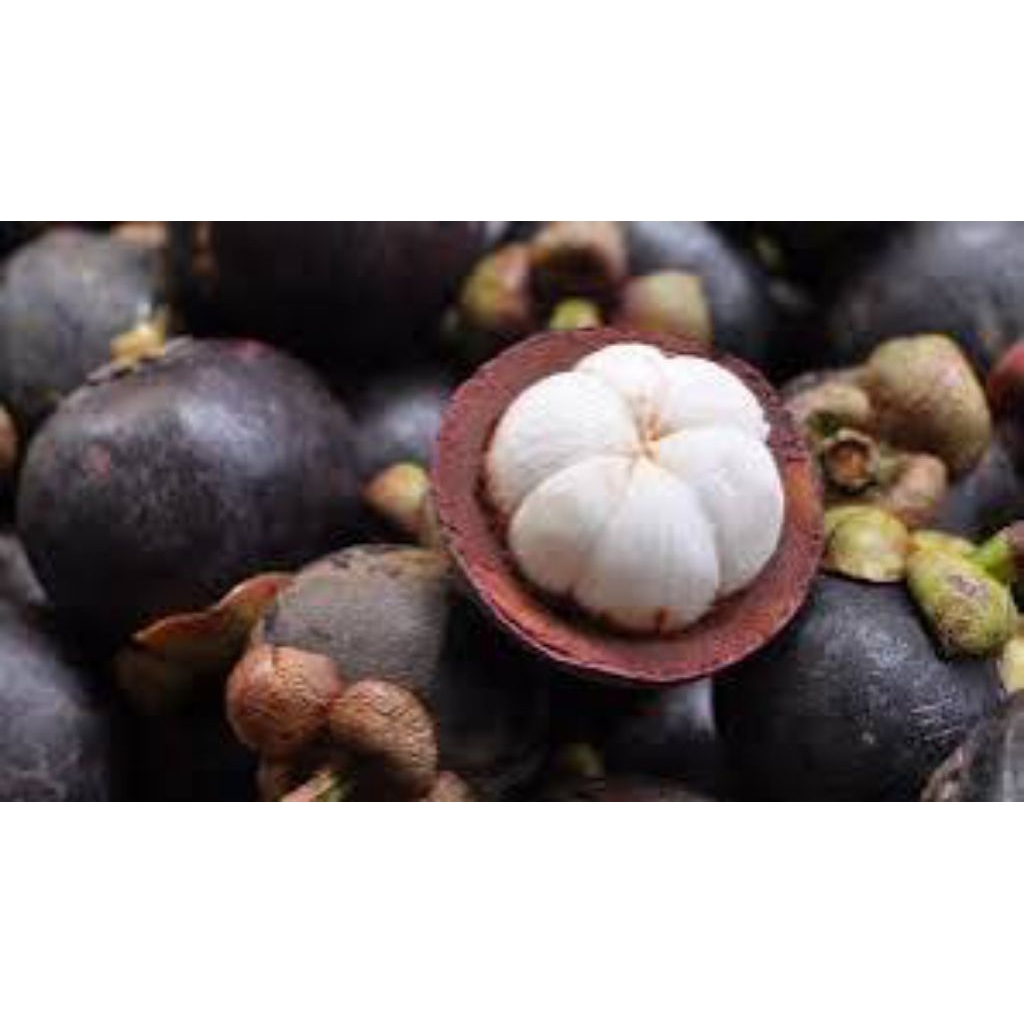 

buah manggis segar dan higienis