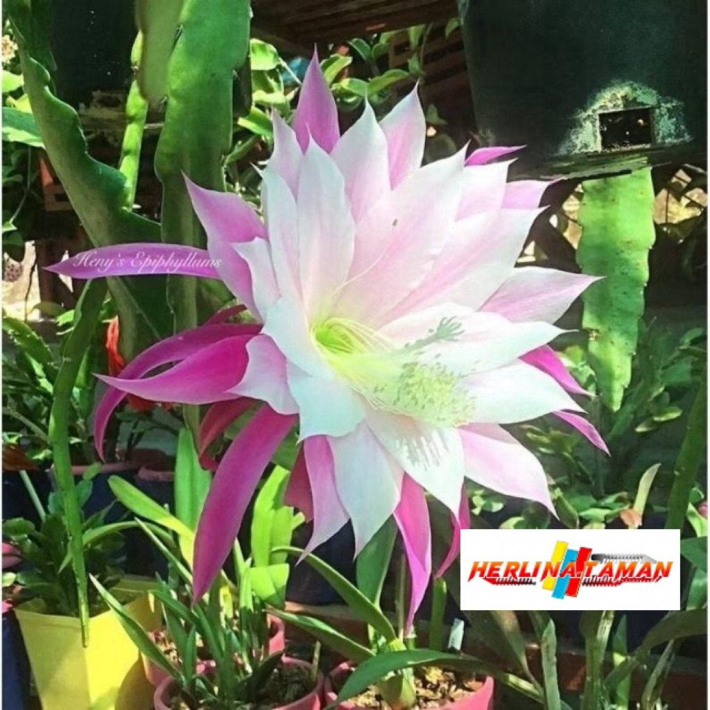 TERCANTIK Tanaman hias Wijaya Kusuma bunga putih tumpuk besar / Wijaya Kusuma bunga