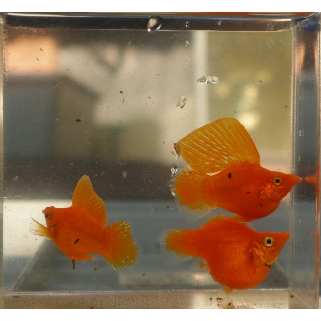 Molly balon orange sunkist sailfin sirip layar indukan