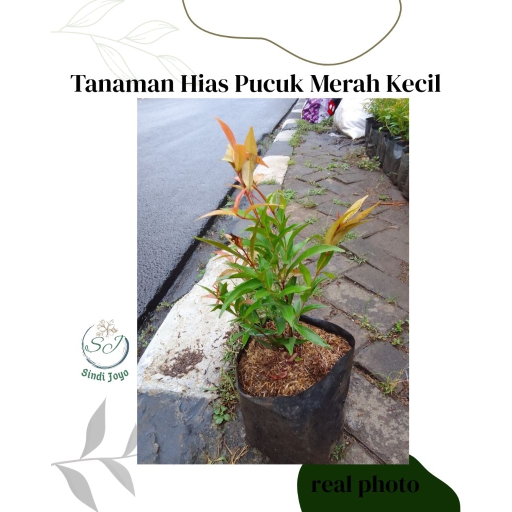 Tanaman Hias Pucuk Merah Kecil