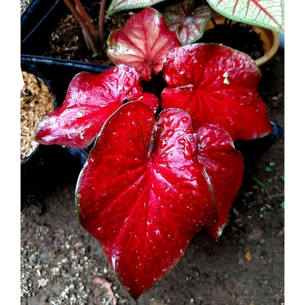 Tanaman Hias Caladium Red Stardust / Bunga Hias Caladium Red Stardust / Bunga Hidup
