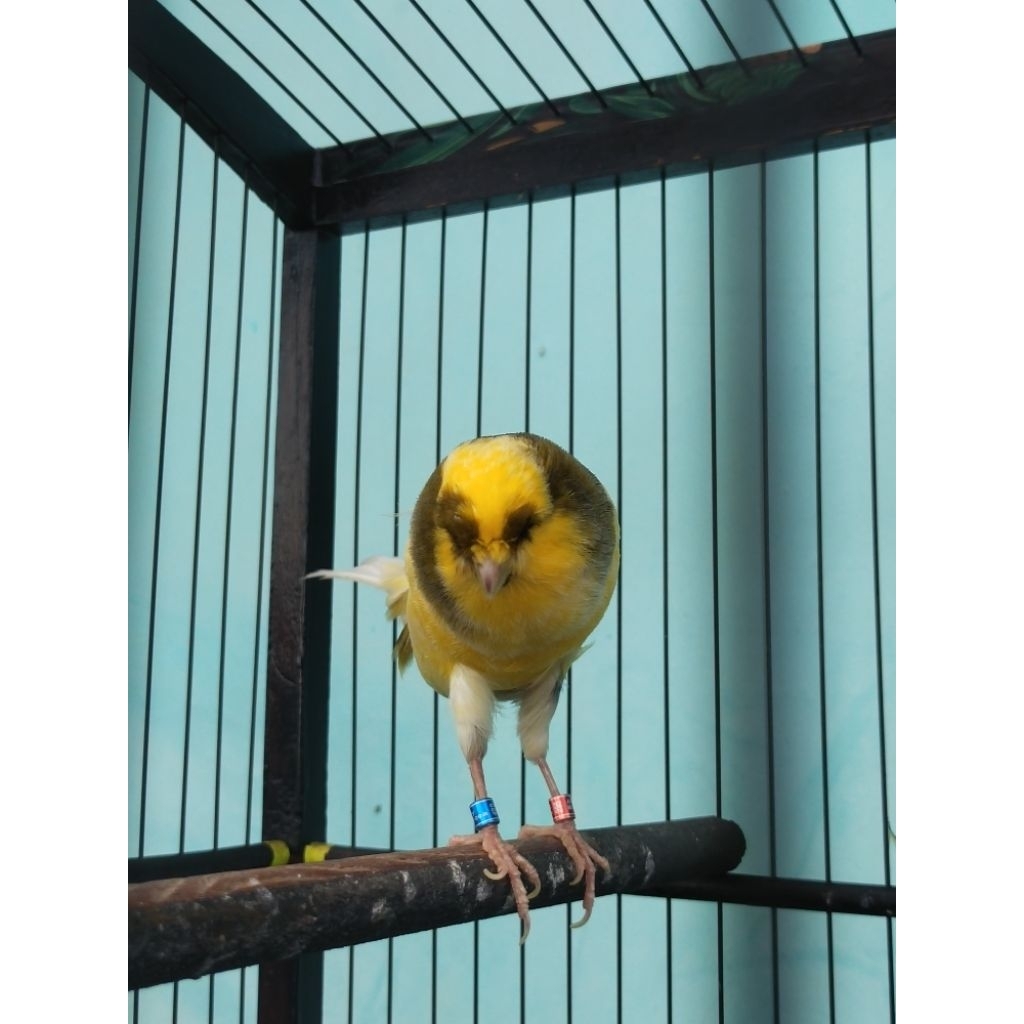 pejantan on ngerek muda fys big postur dari induk ys foi x fbb