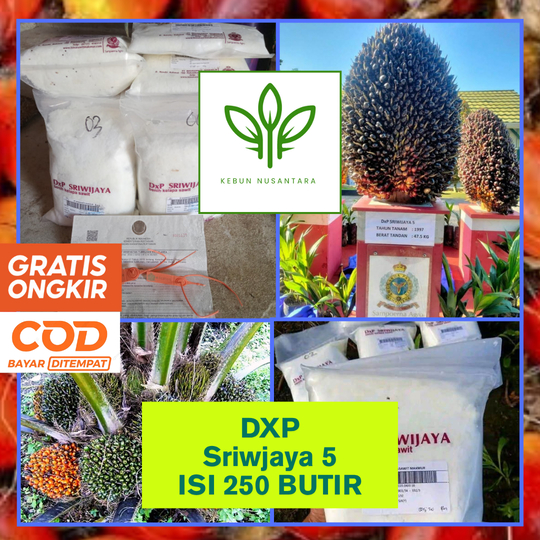 BIBIT SAWIT DXP SRIWIJAYA 5 UNGGUL BERSERTIFIKAT BERGARANSI
