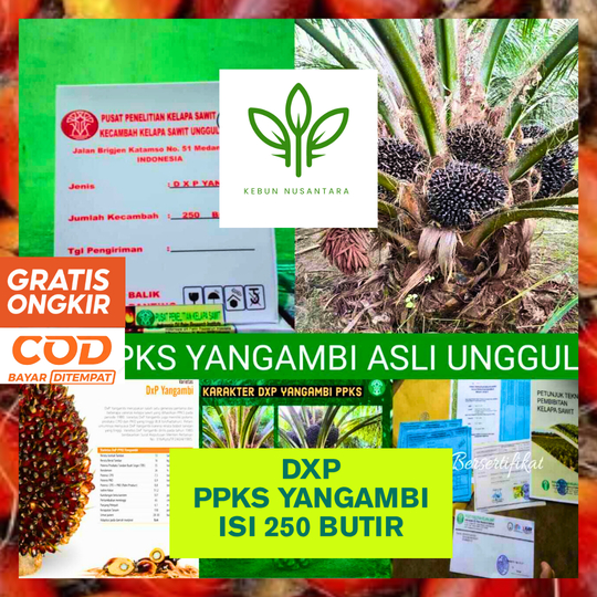 BIBIT SAWIT DXP PPKS YANGAMBI UNGGUL BERSERTIFIKAT BERGARANSI