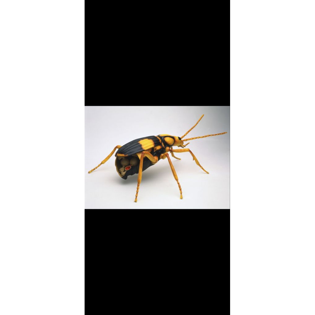 Mainan kumbang bombardir hidup