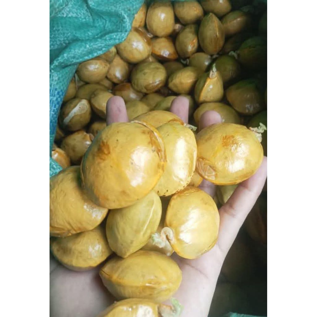 

jengkol sedang khas sumatra