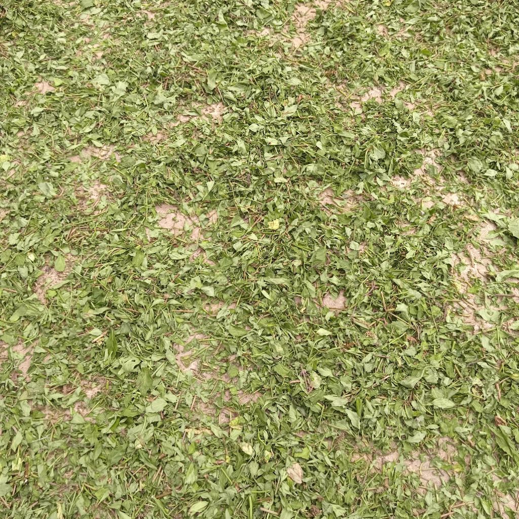 

Jual kumis kucing kering kuwalitas bagus 500 g