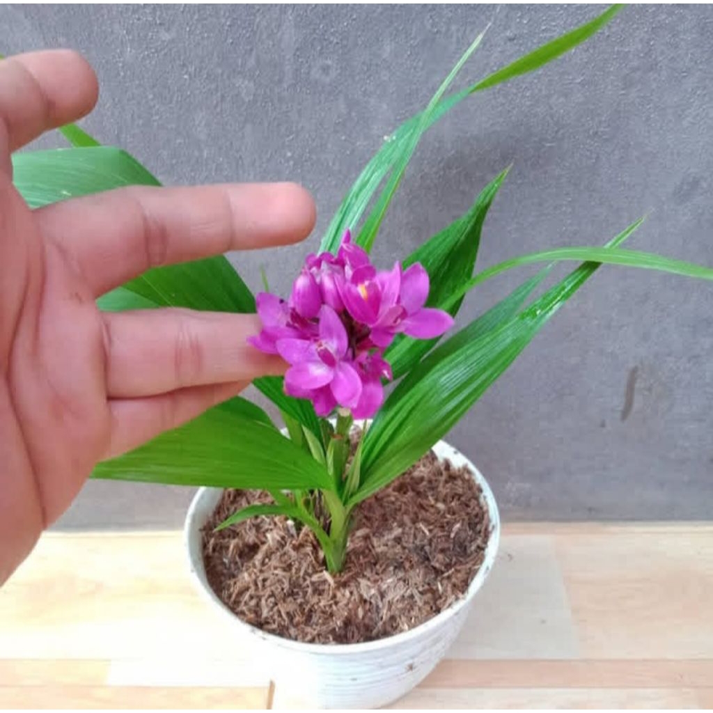 Tanaman hias anggrek tanah mini ungu