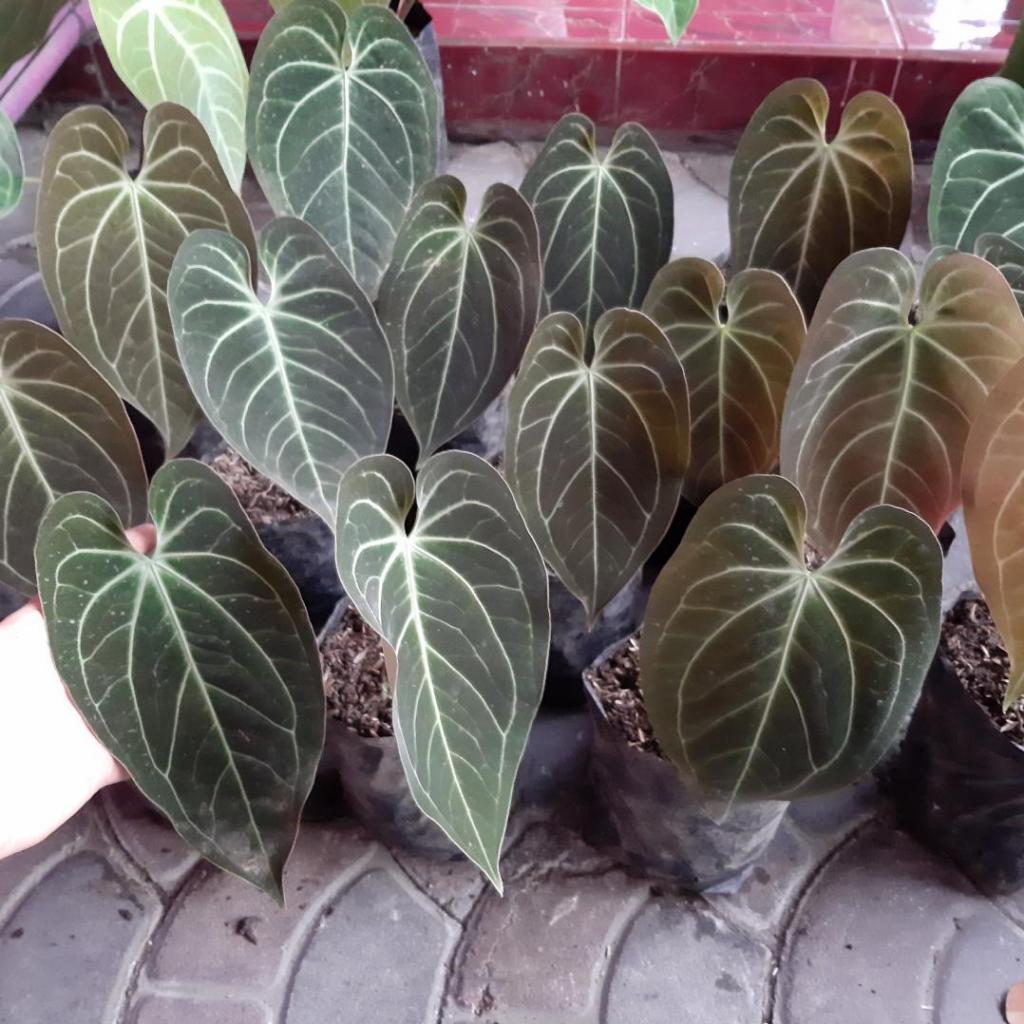 anthurium kuping gajah norte