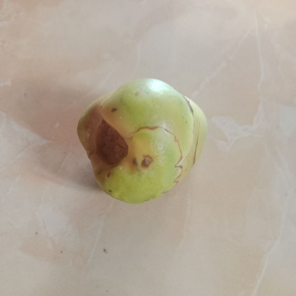 

(50PCS) CEMBULUK FRESH/BULUK/BAKAL KELAPA KECIL PENGOBATAN TRADISIONAL