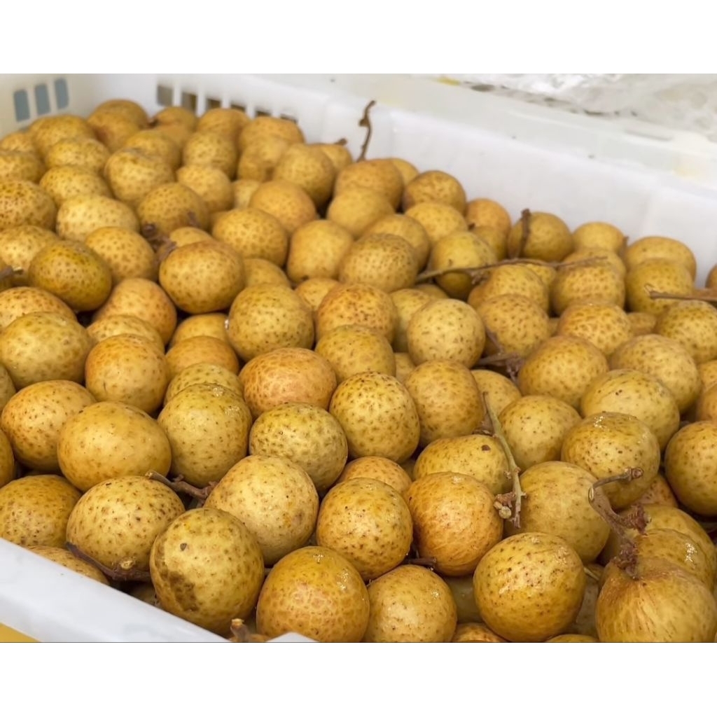 

longan gold / kelengkeng gold berat 500gr dan 1kg