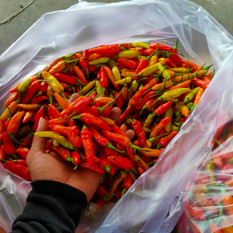 

Cabe rawit merah/cabai rawit merah 1kg