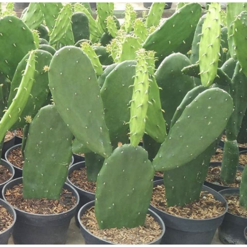 Pohon Kaktus Centong Tanaman Hias Indoor Pohon kaktus / Kaktus Centong