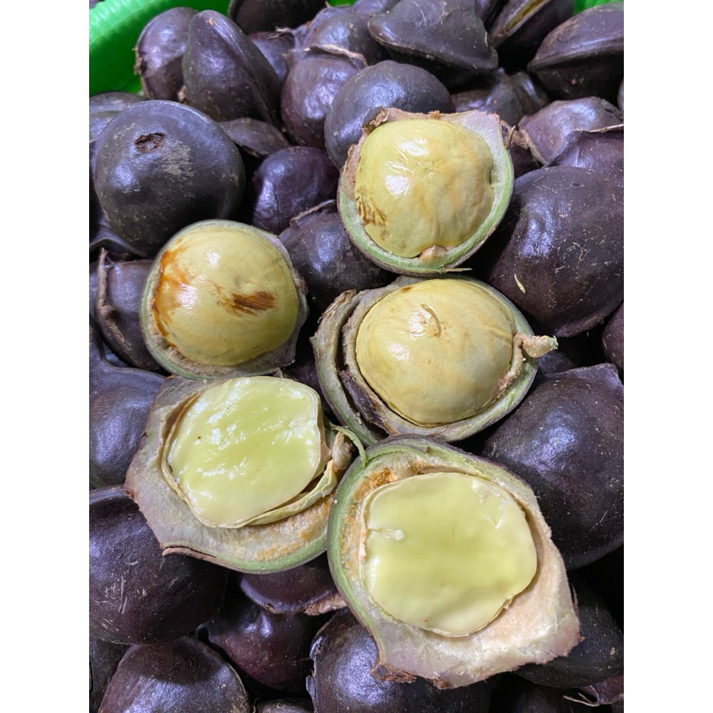 

jengkol tua fres baru petik dari pohon siap disayur