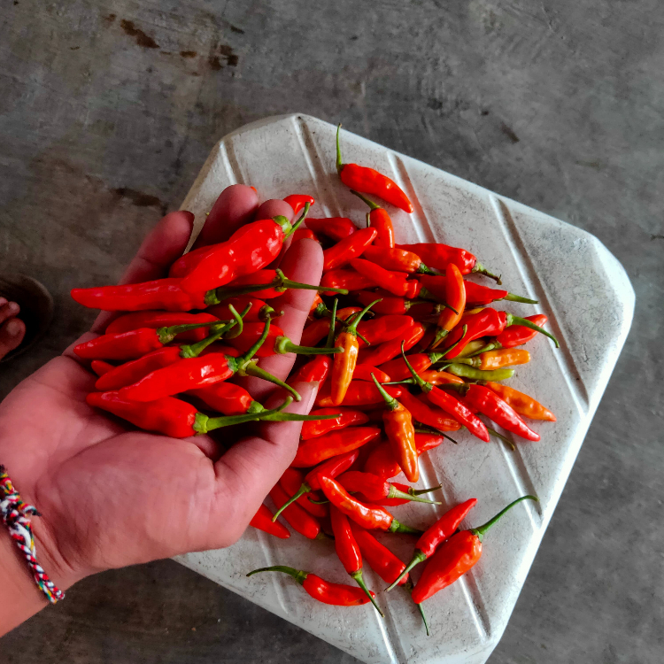 

Cabe Rawit/Cabai Rawit Merah 1000 gram dan 500 gram,segar dan fress petik langsung dari petani