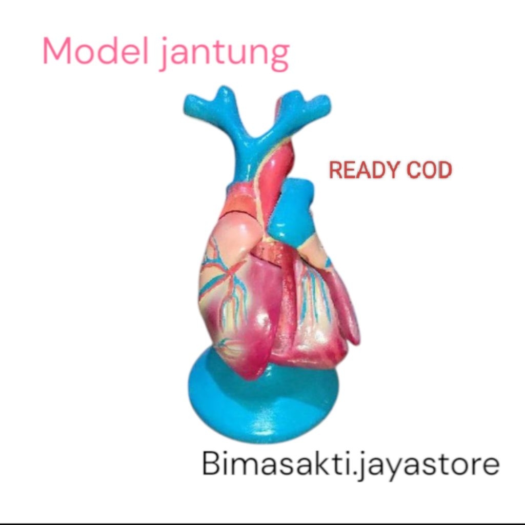 

model jantung bahan fiber alat peraga pendidikan biologi