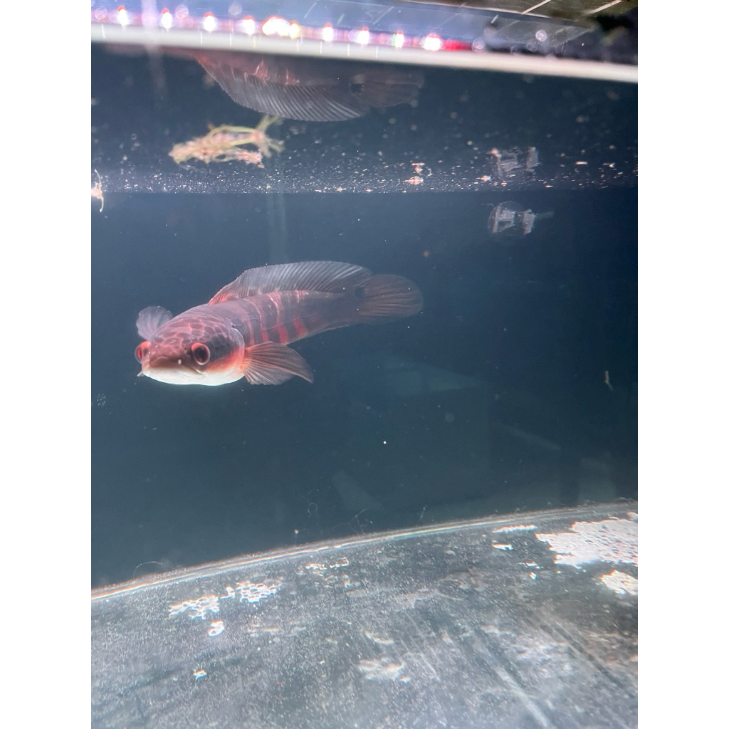 

Seafood Redbarito 25 cm grade B