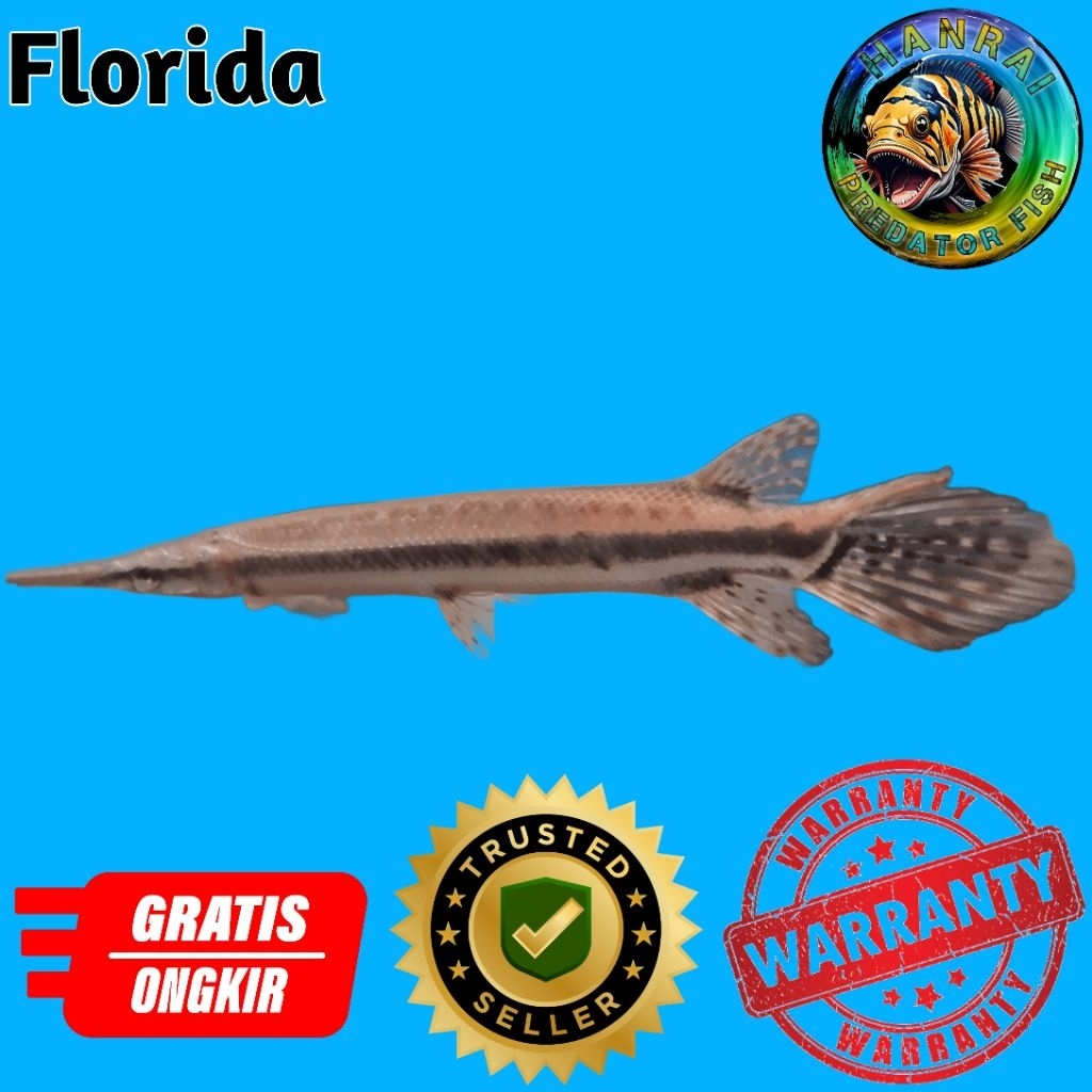 Hiasan aquarium florida gar