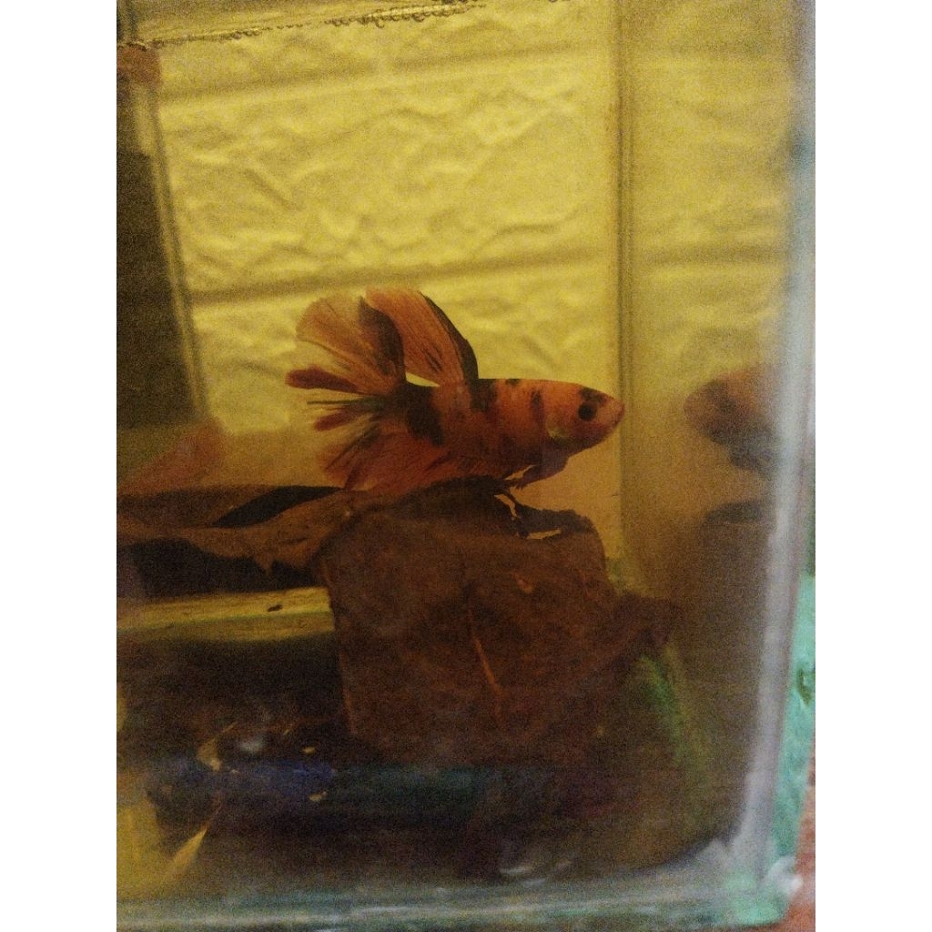 

c/o live TT paket beberapa ekor