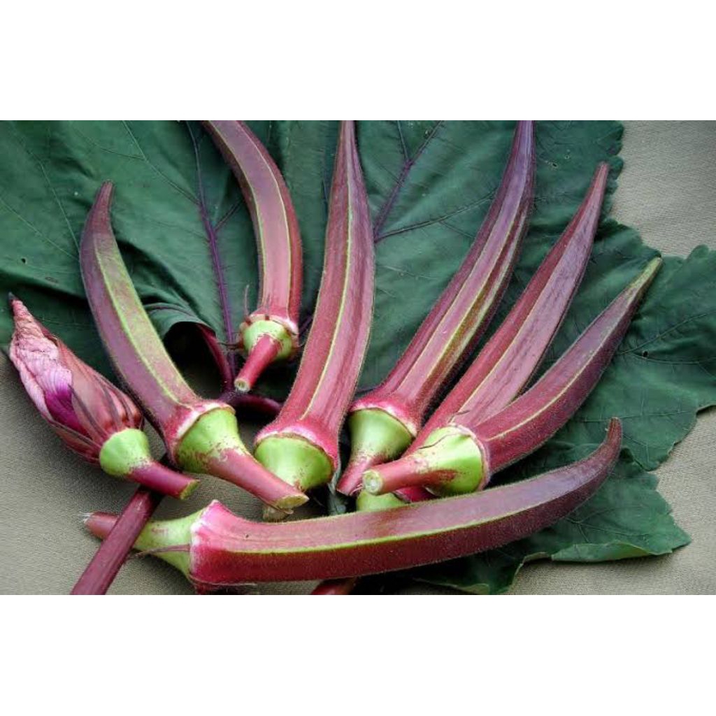 8 Benih Okra Merah Bibit Benih Biji Okra Merah