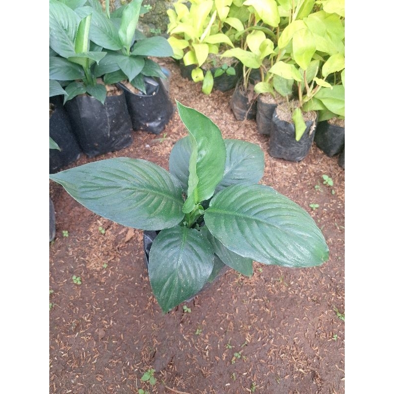 tanaman hias sepatu filum manaloa daun besar