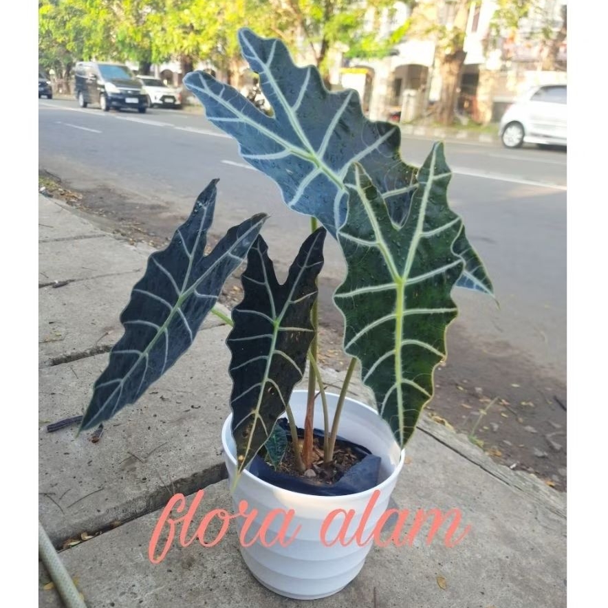 Tanaman Keladi Tengkorak - Keladi Amazon ( plus pot)