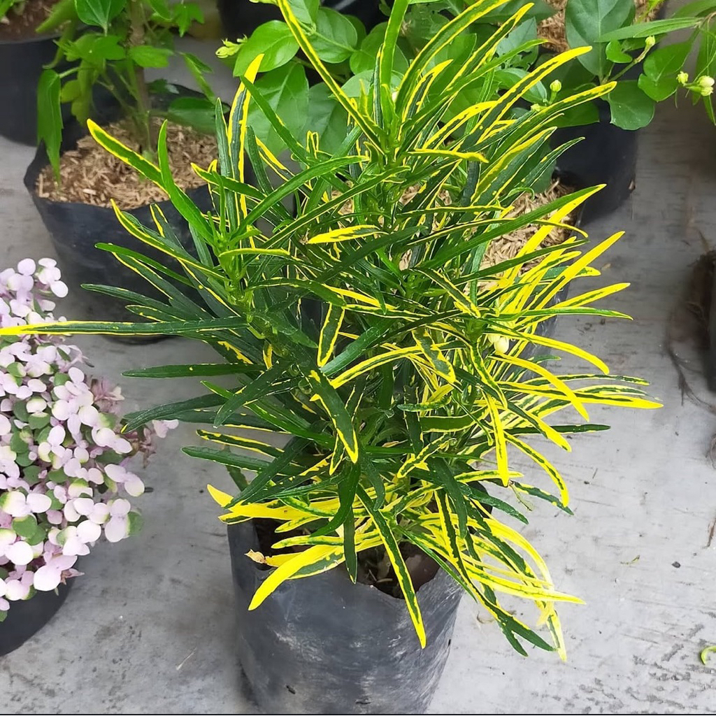 ( NEW RIMBUN ) Tanaman Hias Puring Teri / Tanaman Indoor Puring Teri / Tanaman Pot Puring Teri