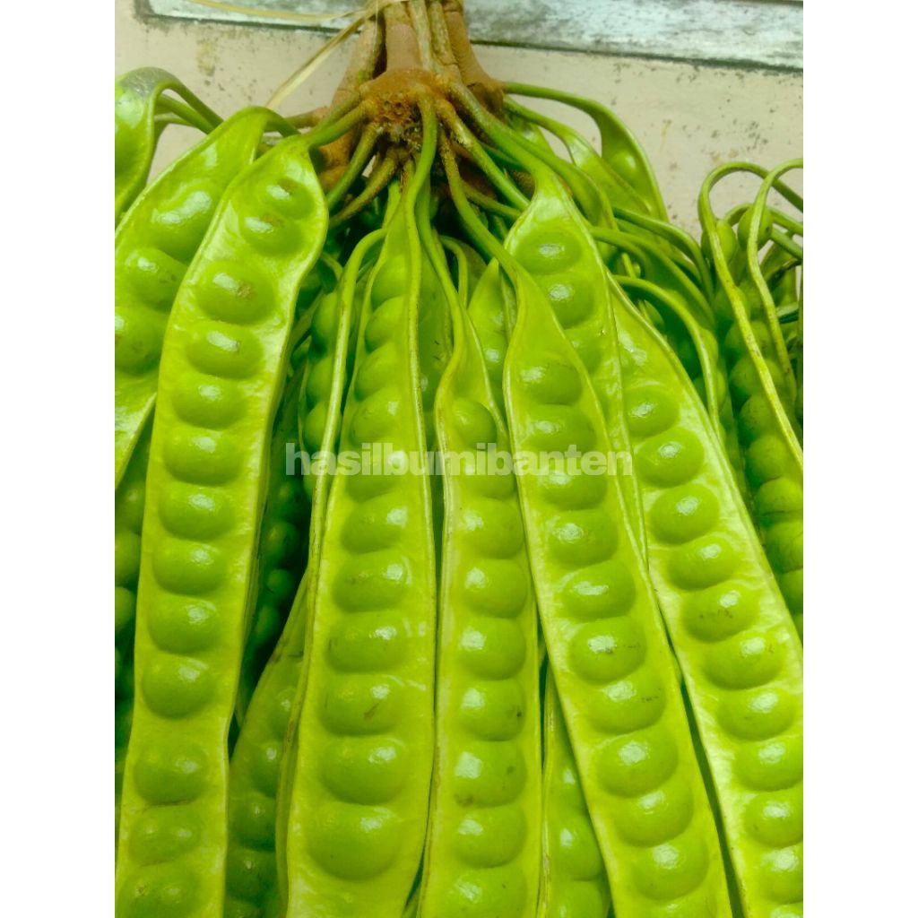 

PETE PETAI TUA SUPER ISI 50 PAPAN LONJOR