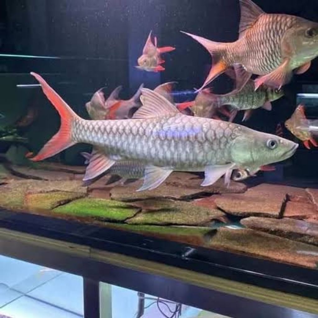 

Stiker Tor Puttitora