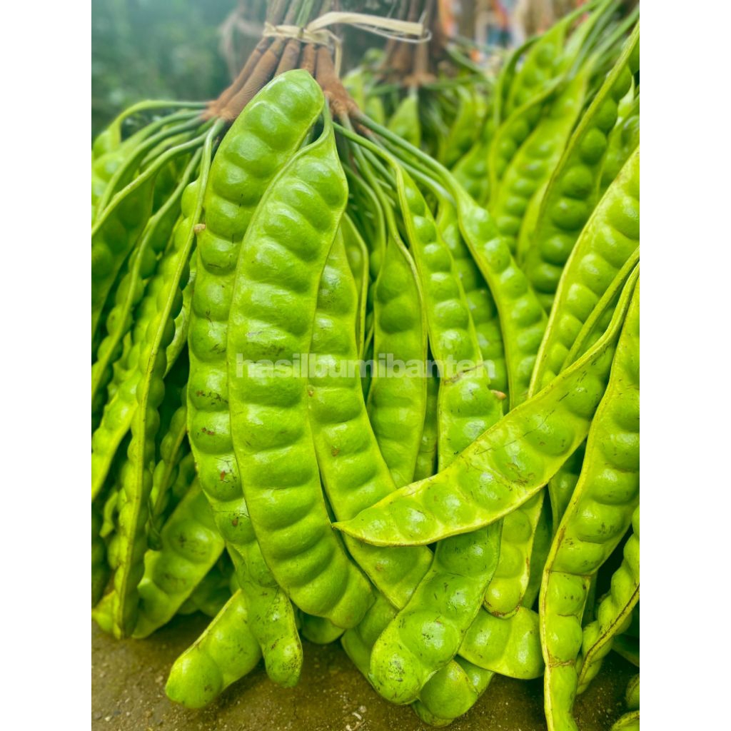 

PETE PETAI PADI PENDEK ISI 50 PAPAN LONJOR TUA SUPER