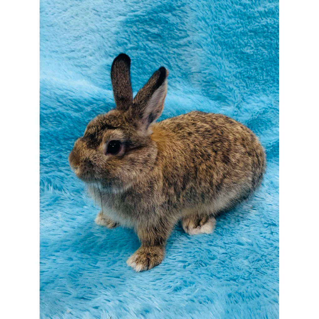 Kelinci Mini Netherland Dwarf (Kelinci ND) Kualitas Bagus Jantan Usia +/- 3 Bulan