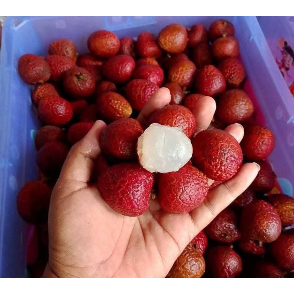 

LECI MERAH EXOTIC & LECI MERAH PINK PER KRAT