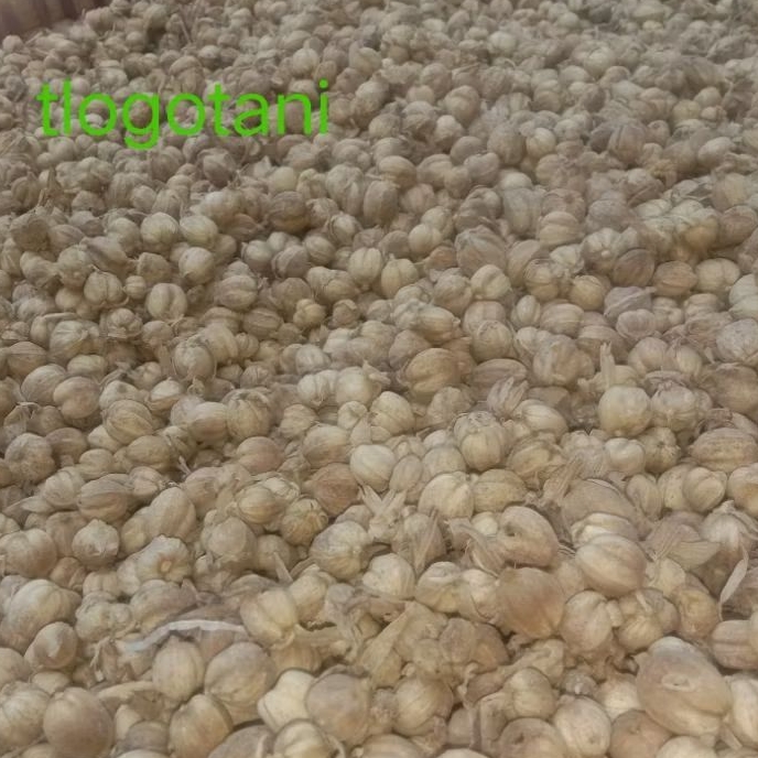 

kapol/kapulaga kering 250 grm