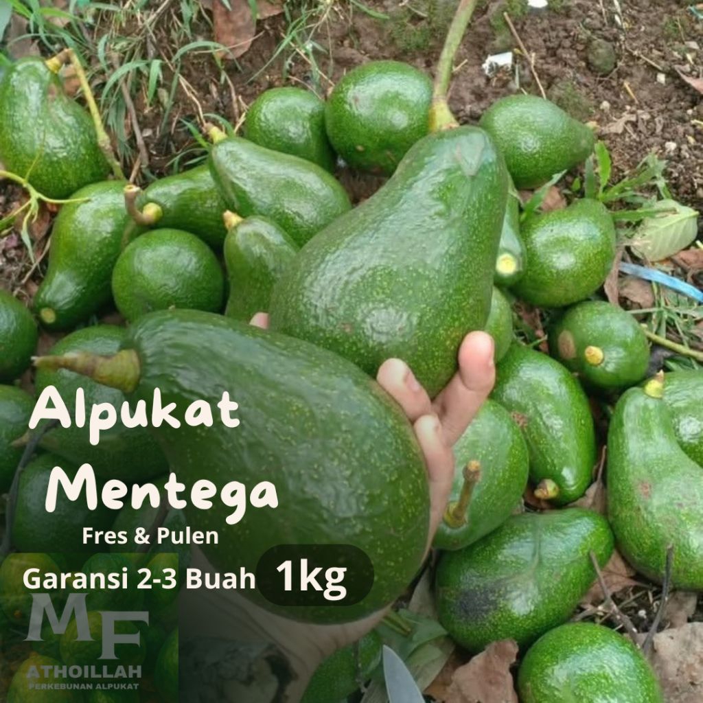 

Alpukat Mentega Super Premium 1 Kg (2-3 Buah/kg)