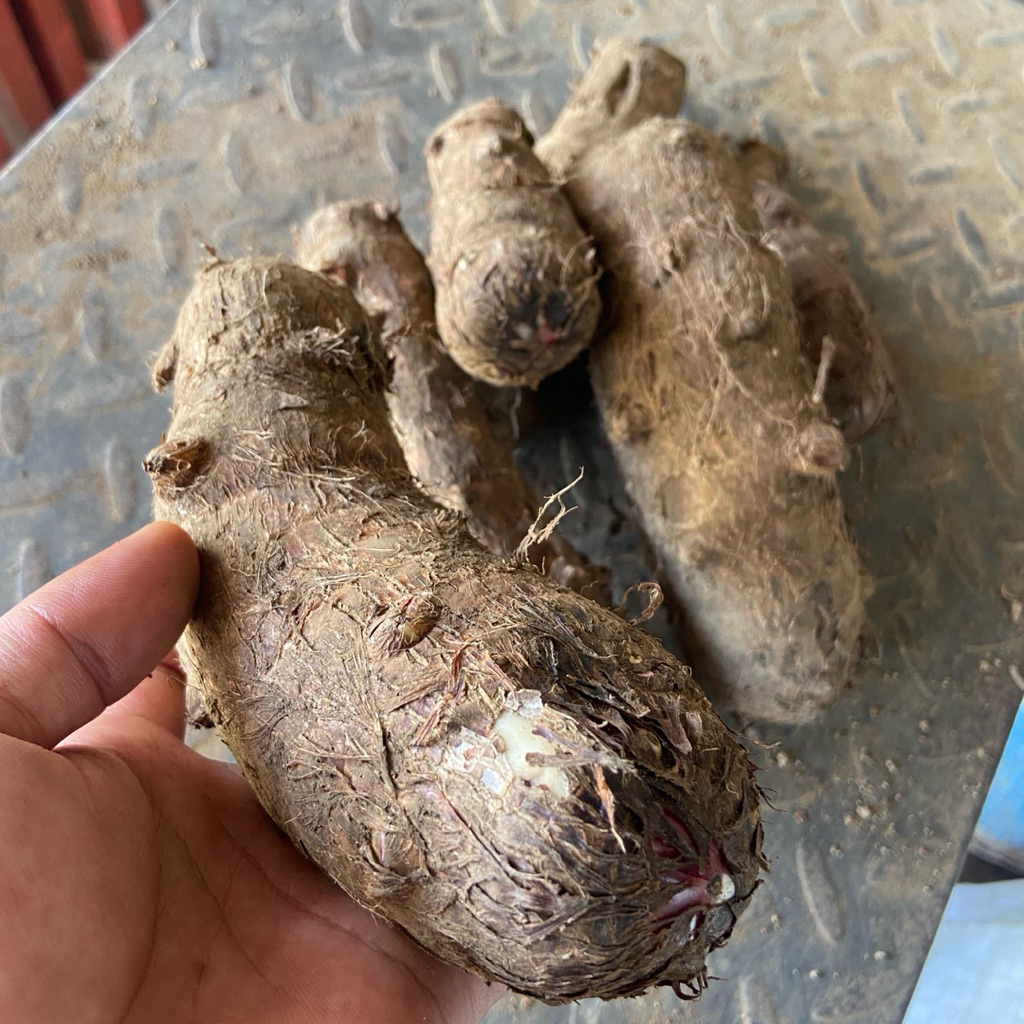 

Umbi talas /talas kimpul organik